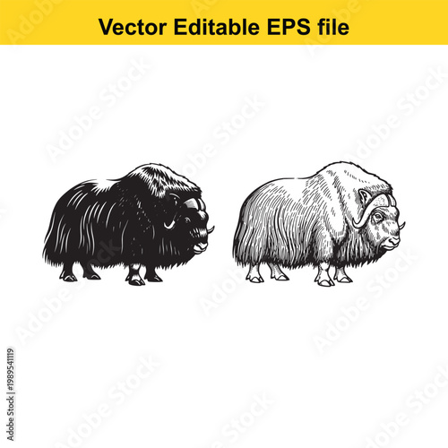 Vector art of two muskoxen, one black and one white, depicted in a vector illustration isolated on a
