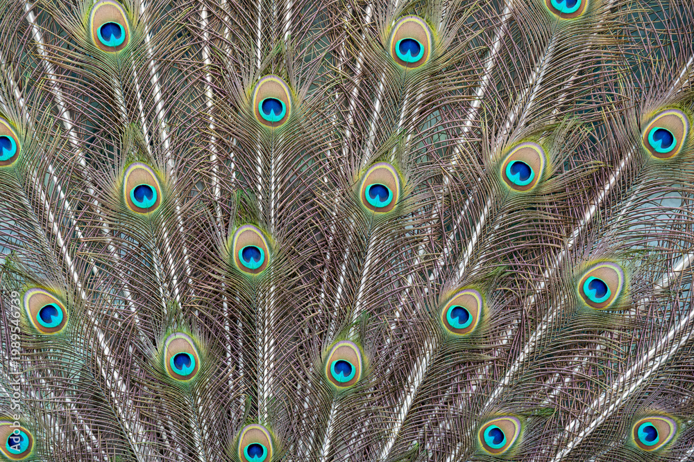 Obraz premium Peacock feather pattern, bright green - blue bird tail texture