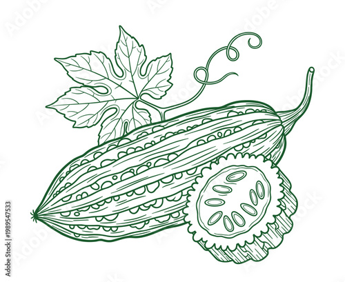 Bitter melon or bitter gourd hand drawn sketch botanical illustration vector.