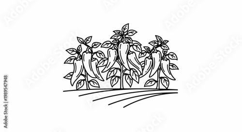 Stylized line drawing of chili peppers growing in a garden bed