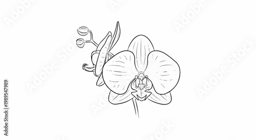 A delicate line drawing of a blooming orchid with unopened buds