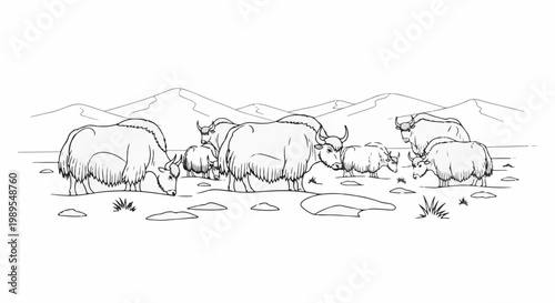 A herd of shaggy yaks grazes in a hilly, arid landscape