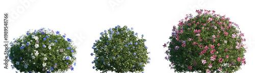 Set of Nigella damascena and Ceratostigma plumbaginoides flowering frontal isolated png on a transparent background perfectly cutout high resolution	