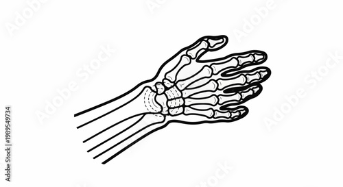 Black and white illustration of the bones in a human hand and forearm