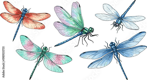 Colorful Dragonfly Set with Detailed Wings and Transparent Insect Bodies Nature Wildlife Illustration Isolated on White Background Vector Collection