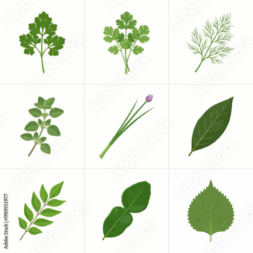 Herbs and Leaves Vector Illustration Set
