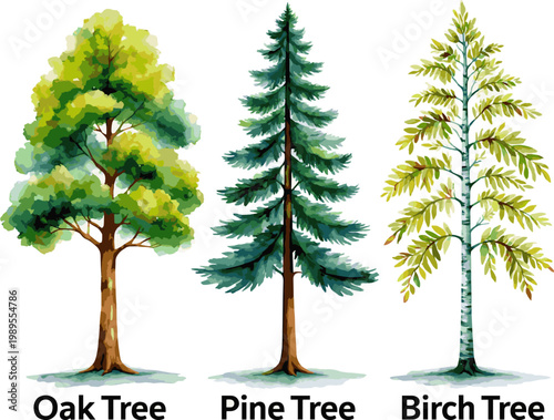 Create a kinds of deferent Watercolor tree vector in side view painting botanical for section and elevation landscape plan and architecture layout drawing, elements for environment vector art .