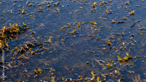 Rockweed or popweed, bladder wrack (Fucus vesiculosus) in the littoral zone, Baltic Sea, Estonia