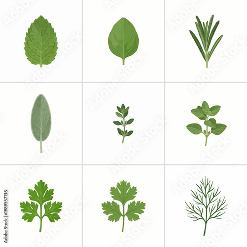 Variety of Leafy Greens and Herbs