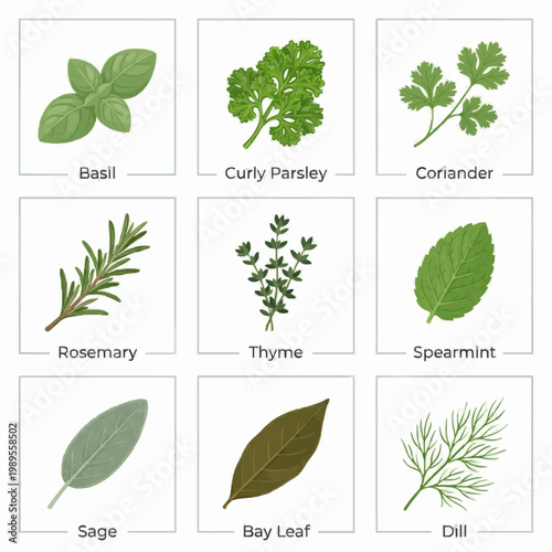 Herbs Vector Illustration Set