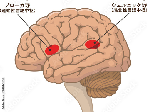 大脳のブローカ野とウェルニッケ野 Broca's area and Wernicke's area of ​​the cerebrum