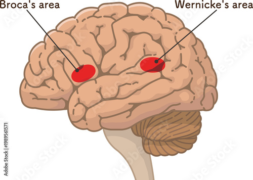 大脳のブローカ野とウェルニッケ野 Broca's area and Wernicke's area of ​​the cerebrum