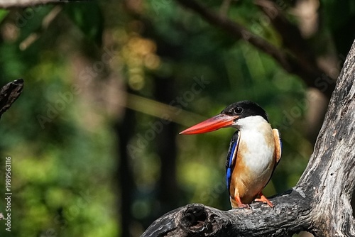 The Black-headed Kingfisher lives in the wild in Thailand.