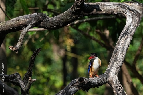 The Black-headed Kingfisher lives in the wild in Thailand.