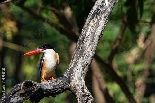The Black-headed Kingfisher lives in the wild in Thailand.