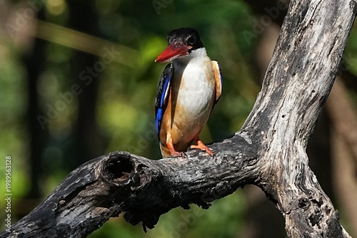 The Black-headed Kingfisher lives in the wild in Thailand.
