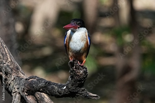 The Black-headed Kingfisher lives in the wild in Thailand.