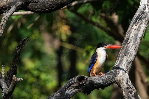 The Black-headed Kingfisher lives in the wild in Thailand.