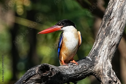 The Black-headed Kingfisher lives in the wild in Thailand.