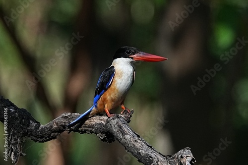 The Black-headed Kingfisher lives in the wild in Thailand.