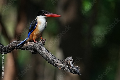 The Black-headed Kingfisher lives in the wild in Thailand.