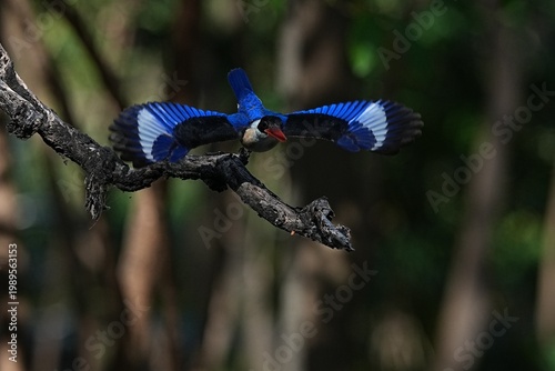The Black-headed Kingfisher lives in the wild in Thailand.