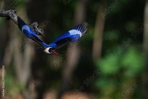 The Black-headed Kingfisher lives in the wild in Thailand.