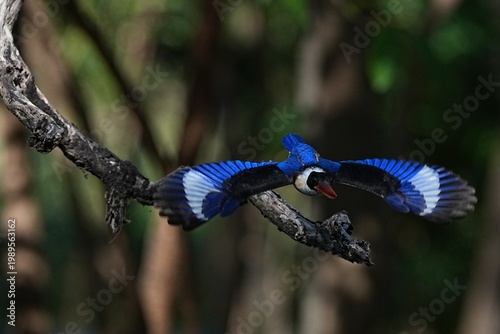 The Black-headed Kingfisher lives in the wild in Thailand.