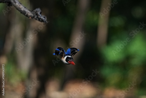 The Black-headed Kingfisher lives in the wild in Thailand.