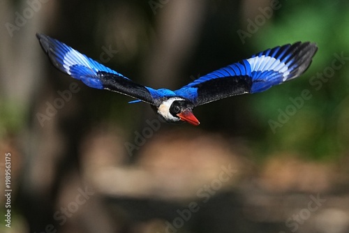 The Black-headed Kingfisher lives in the wild in Thailand.