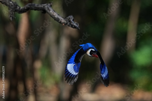 The Black-headed Kingfisher lives in the wild in Thailand.