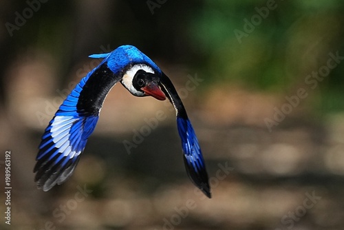 The Black-headed Kingfisher lives in the wild in Thailand.
