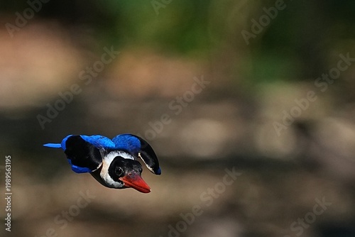 The Black-headed Kingfisher lives in the wild in Thailand.