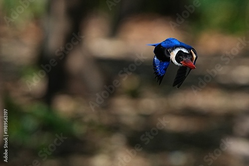 The Black-headed Kingfisher lives in the wild in Thailand.