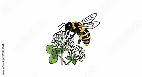 Bee pollinating white clover flowers
