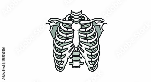 Stylized illustration of a human rib cage, depicted in light grey and white