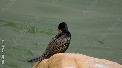 Great cormorant (Phalacrocorax carbo) resting on a rock in the Nile River in Uganda with wings partially open to dry feathers after diving while water flows behind in natural riverine habitat, static