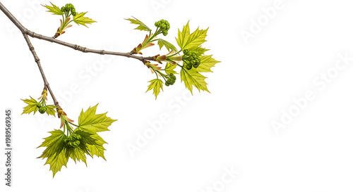 Fresh green maple leaves and budding branches in spring, isolated on transparent background