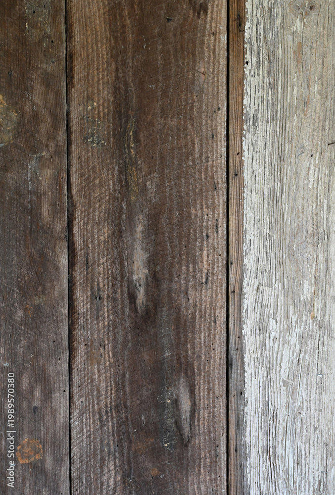 Fototapeta premium Reclaimed wood siding with one white painted plank, visible cracks, knots, nail holes, and scattered staples in even natural light