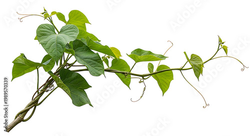 Green ivy vine with leaves isolated on transparent background