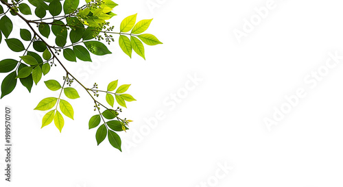Green leafy branch with fresh leaves isolated on transparent background
