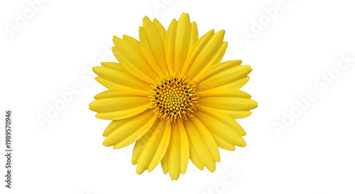 Bright yellow gerbera daisy flower with detailed petals isolated on transparent background
