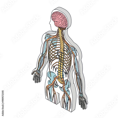 Human Body Nervous System Anatomy Illustration.