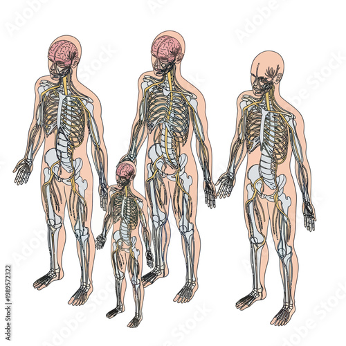 Human Skeletons of Various Ages Visible.