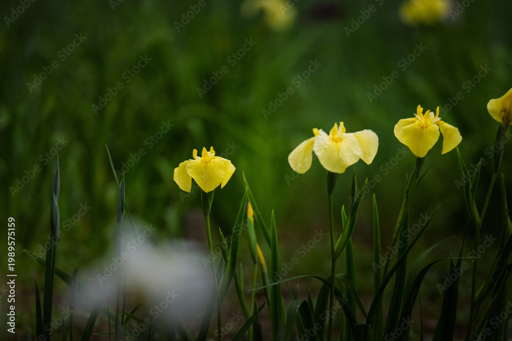 Obraz premium A fresh lemon yellow Japanese iris (Hanashobu) flower, close-up macro