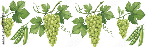 Green grapes and vine leaves illustration with pea pods fresh fruit botanical set
