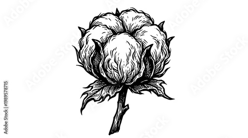 Vector Pinocut Detailed cotton flower illustration in black and white, capturing the essence of the plant's delicate beauty.