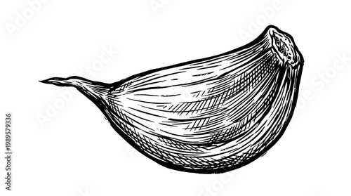 Vector Pinocut Close up image of a garlic clove isolated.