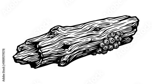 Vector Pinocut Detailed ink drawing of a weathered log with intricate textures and patterns.