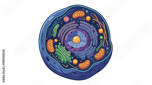 Vector Pinocut Anatomy of a Human Cell: Detailed illustration of its components.